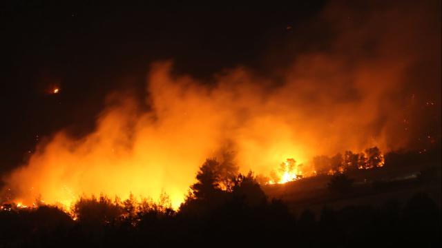 Incendi boschivi in Europa: perdite storiche di foreste negli ultimi quattordici giorni